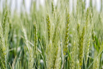 Closeup of a flowering phase of wheat plants cultivated in the farm field