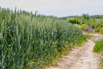 Closeup of a flowering phase of wheat plants cultivated in the farm field