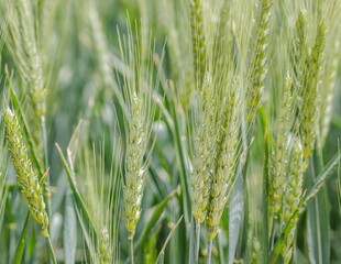 Closeup of a flowering phase of wheat plants cultivated in the farm field