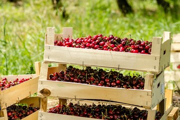 Closeup of picked red and ripe cherry fruits in wooden boxes on a plantation in Novi Sad, Serbia - obrazy, fototapety, plakaty