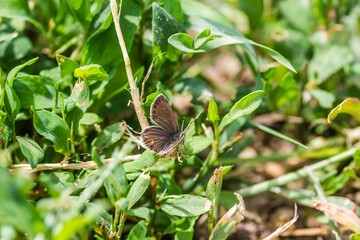 Closeup of a European common blue (Polyommatus icarus) butterfly on a grass