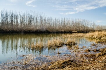 Swamp covered with grass and autumn trees