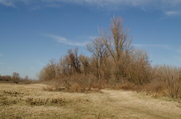 Swamp covered with grass and autumn trees