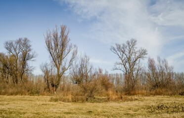 Swamp covered with grass and autumn trees