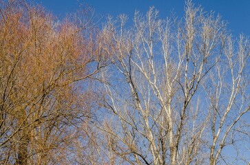 Trees in a forest during autumn