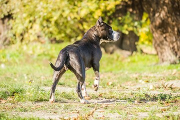 American Staffordshire terrier in a green park