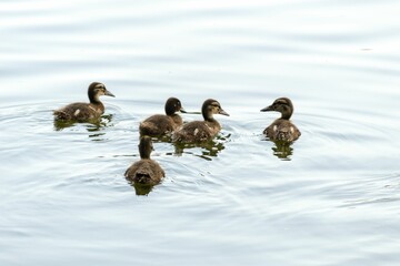 Aerial view of ducklings swimming in water