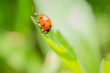Naklejka premium Closeup shot of a small ladybug perched on a green leaf in sunny weather on a blurred background