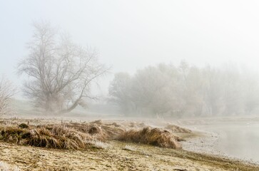 Misty landscape of a field with weathered trees and a swamp
