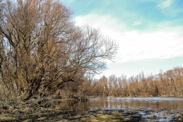Landscape of a weathered forest with a swamp