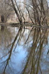 Vertical landscape of a weathered forest reflecting on the swamp