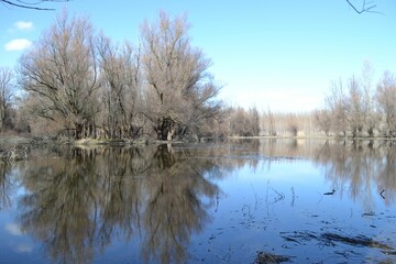 Landscape of a weathered forest with a swamp