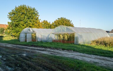 Greenhouse with fresh vegetables in the green countryside