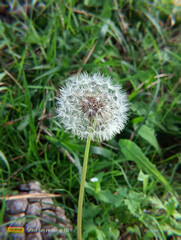 Dandelion