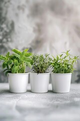 Three white pots with plants, suitable for interior design projects