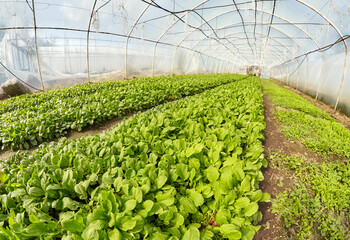 Wide angle view of organic vegetable greenhouse plantation, selective focus.