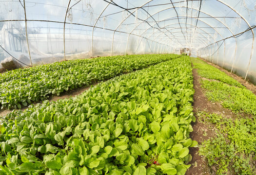 Wide angle view of organic vegetable greenhouse plantation, selective focus.