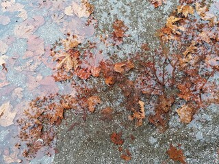 Closeup of autumn leaves in water