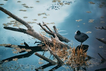 Closeup of a Eurasian coot (Fulica atra) in the water of a lake