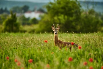 Roe deer standing in field