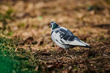 Pigeon perching on grassland