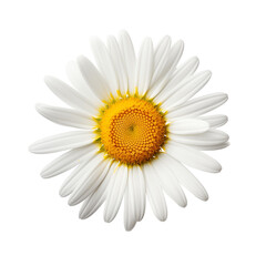 Daisy flower. Chamomile flower symbol
