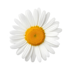Daisy flower. Chamomile flower symbol
