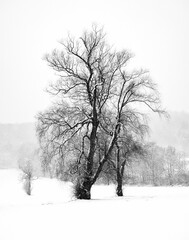 Beautiful view of a large tree in a snow covered park on a cold winter day