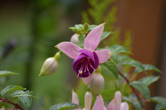 Closeup of blooming pink Fuchsia in blurred background