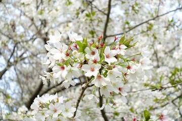 Obraz premium 桜咲く ソメイヨシノ7分咲き