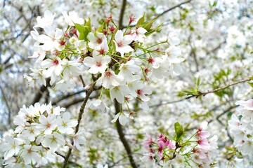 桜咲く　ソメイヨシノ7分咲き
