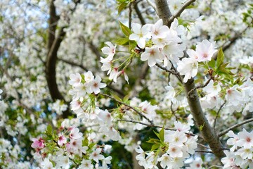 桜咲く　ソメイヨシノ7分咲き