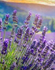  in the heart of lavender fields at their peak of bloom, where the air is rich with the plant's distinctive, calming aroma