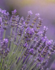 Obraz premium in the heart of lavender fields at their peak of bloom, where the air is rich with the plant's distinctive, calming aroma