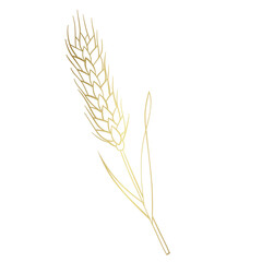 wheat ears isolated on white - 782964005