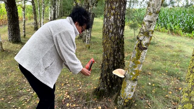 In the tree alley by corn field in countryside mature woman taking picture of birch polypore or birch bracket fungus using her smartphone.