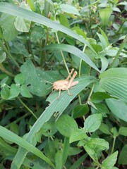grasshopper on a leaf