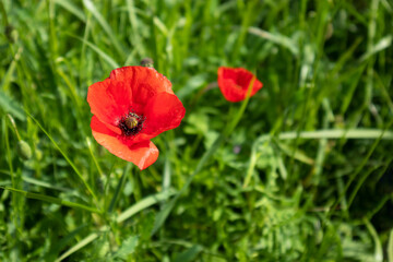 Papavero che fiorisce lungo una strada in primavera