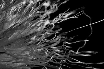Closeup of flower petals in shadows shot in grayscale