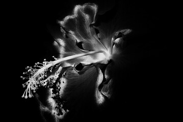 Closeup of a Shoeblackplant flower in shadows shot in grayscale