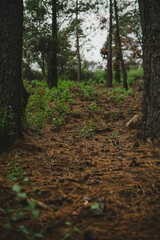 Vertical shot of green grass growing in a forest under a cloudy sky