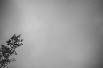 Low angle of a cloudy sky above a lonely tree shot in grayscale