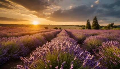 Fotobehang breathtaking beauty of lavender fields bathed in the warm glow of a setting sun © CreativeVirginia
