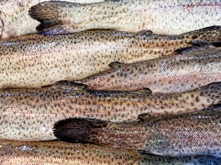 Closeup of a stack of raw Salmon fish