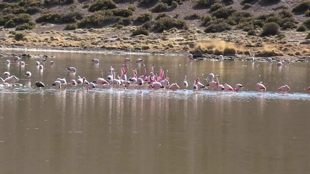 Beautiful view of a group of Andean flamingos walking on a Laguna Colorado