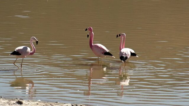 Closeup view of a group of Andean flamingos walking on a Laguna Colorado
