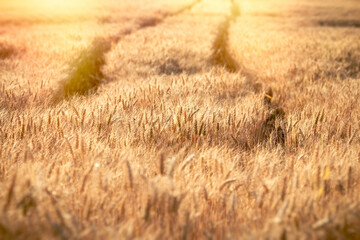 Beautiful golden wheat field in afternoon, rural scenery under shining sunlight - 782966298