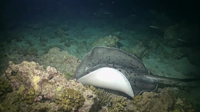 A stingray is laying on the ocean floor. The image has a calm and peaceful mood. The stingray is surrounded by rocks and coral, which adds to the natural and serene atmosphere of the scene