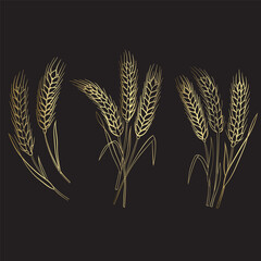 wheat ears isolated on black background - 782966673