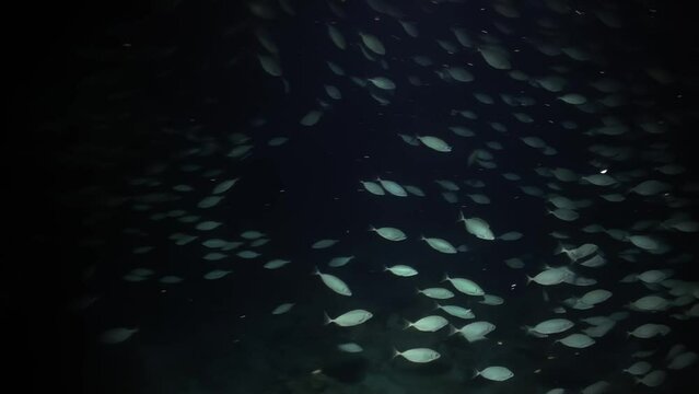 A dark image of a school of fish swimming in the ocean. The fish are small and scattered throughout the image